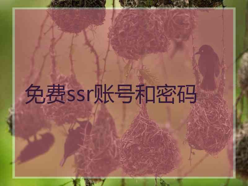 免费ssr账号和密码